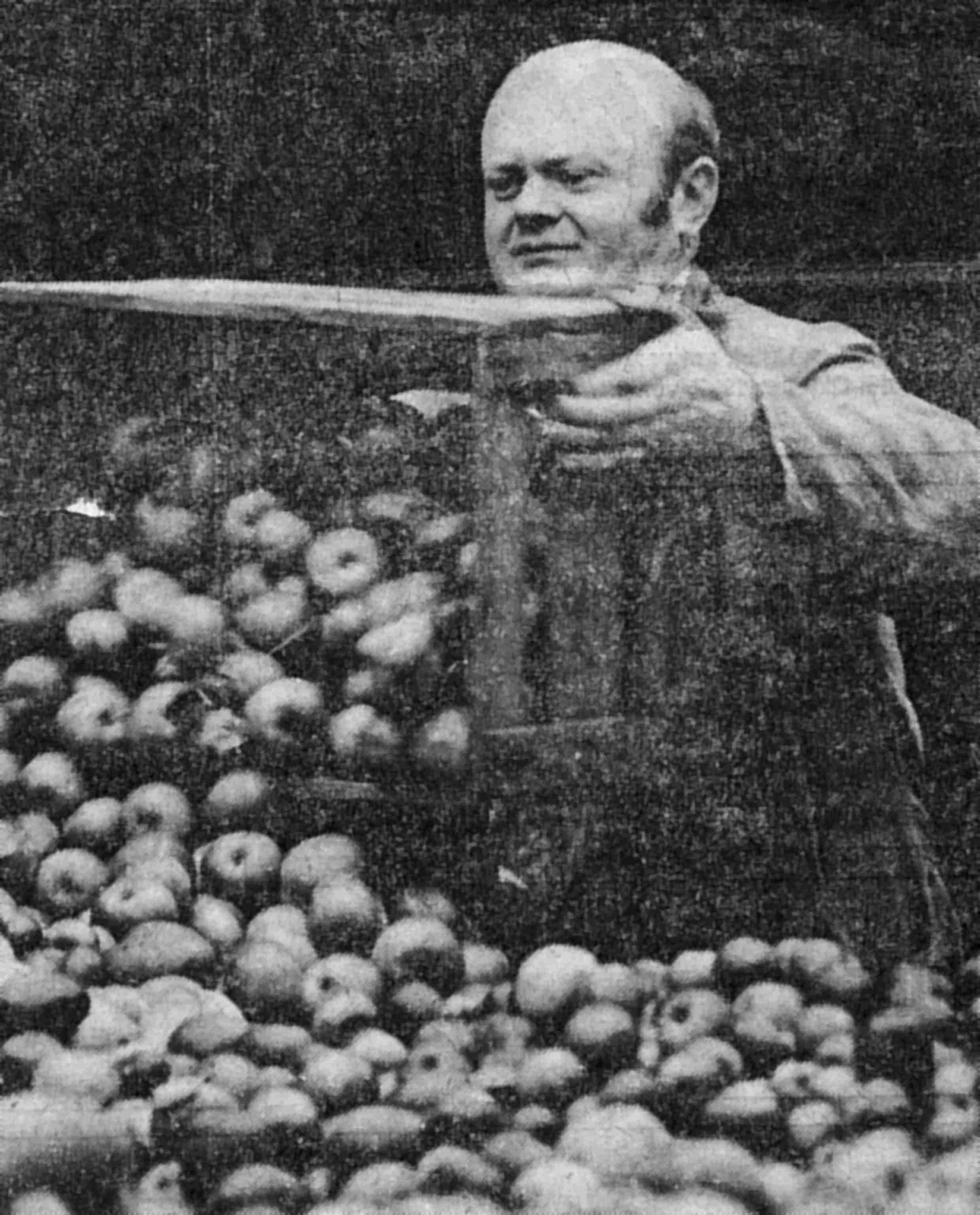 Keltern Dier Herbert leert Äpfel aus