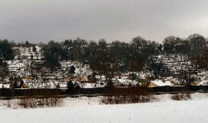 Weinberge Main im Schnee