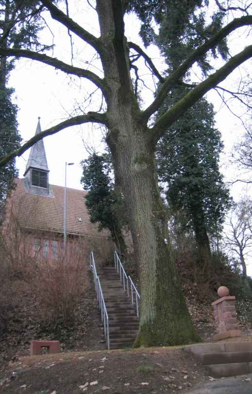 Friedenseiche