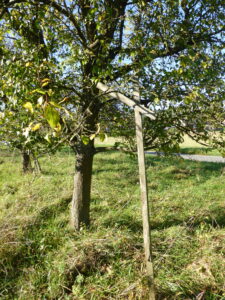 Obstbäume abstützen